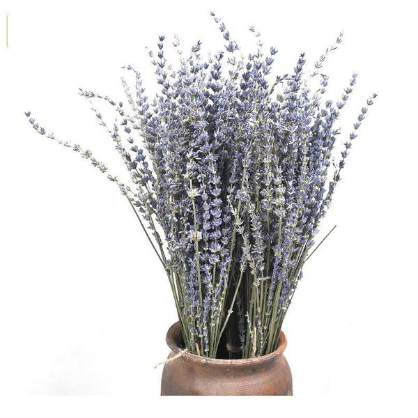 80pcs lavender natural dried flower bouquet for wedding party decoration diy craft home decor scrapbook lavender bran jlldqp
80pcs lavender natural dried flower bouquet for wedding party decoration diy craft home decor scrapbook lavender bran jlldqp