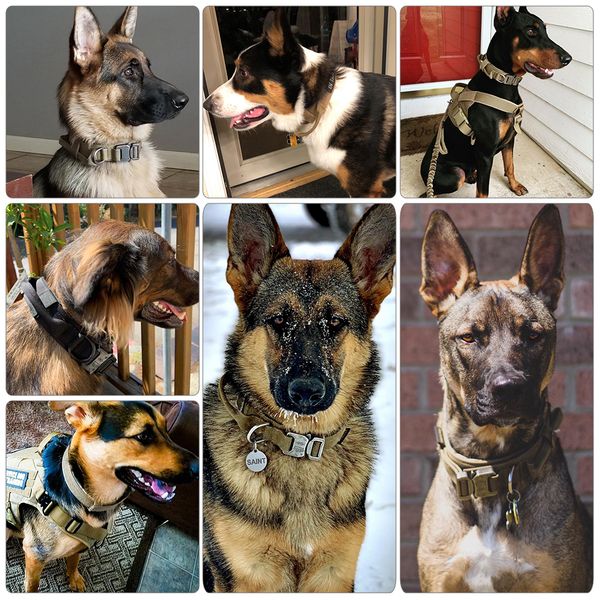 adjustable military tactical pets collars leash control handle training pet cat dog collar for small large dogs q1218
adjustable military tactical pets collars leash control handle training pet cat dog collar for small large dogs q1218