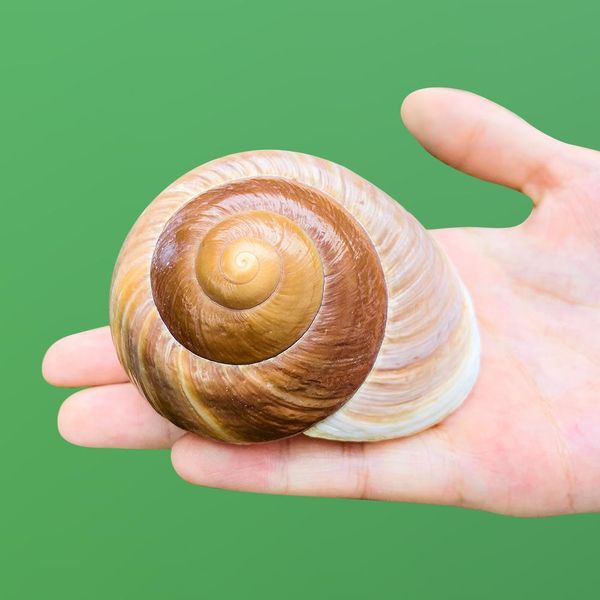 7 8cm natural snail shell hermitage crab spare replacement shell bread conch seashells nautical home decor acquarium accessory h jllgcq
7 8cm natural snail shell hermitage crab spare replacement shell bread conch seashells nautical home decor acquarium accessory h jllgcq