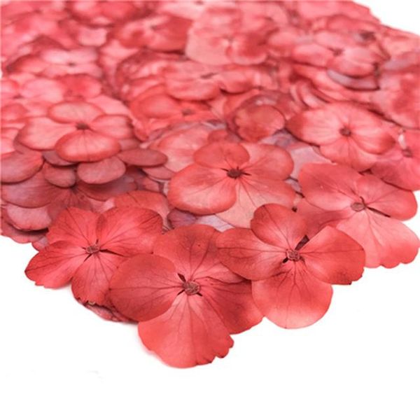products for crafts color absorption hydrangea real pressed flower wholesale ent 1 pack / 100pcs
products for crafts color absorption hydrangea real pressed flower wholesale ent 1 pack / 100pcs