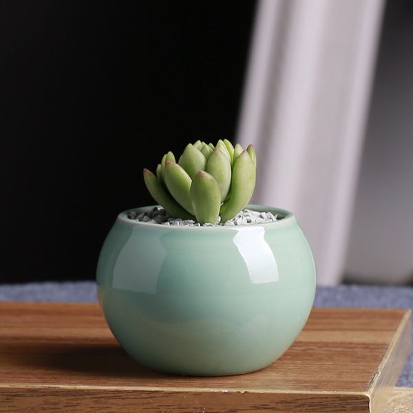 meaty botany flowerpot mini creative succulent pots white colour ball circular ceramic basin flowers and plants potted plant 3 3gh p1
meaty botany flowerpot mini creative succulent pots white colour ball circular ceramic basin flowers and plants potted plant 3 3gh p1
