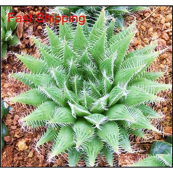 100 pcs potted succulents fleshy shining green plants haworthia cooperi yulu truncata flower seed lithops pseudotrunc qylnha ppshop01
100 pcs potted succulents fleshy shining green plants haworthia cooperi yulu truncata flower seed lithops pseudotrunc qylnha ppshop01