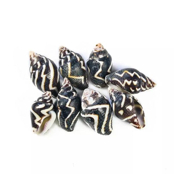 20pcs zebra ripple conch shells natural mini conch stripe seashell aquarium landscape decor accessories diy drifting bottle h sqconf
20pcs zebra ripple conch shells natural mini conch stripe seashell aquarium landscape decor accessories diy drifting bottle h sqconf