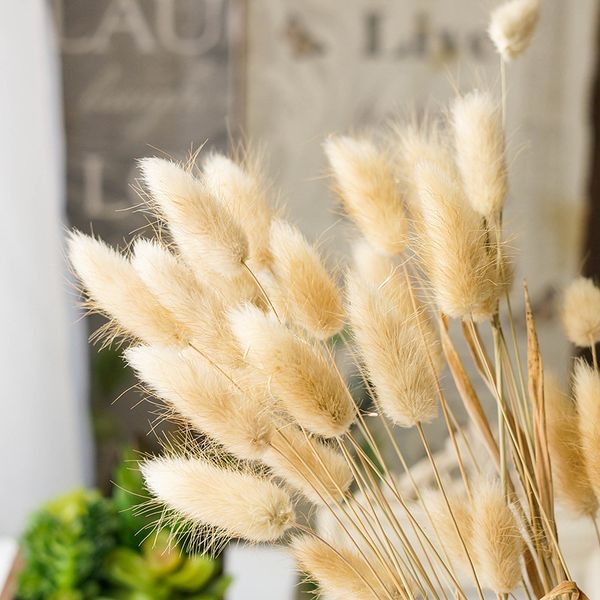 100pcs natural dried pampas flowers rabbit dog's tail grass wedding decor simulation flower arranging q1126
100pcs natural dried pampas flowers rabbit dog's tail grass wedding decor simulation flower arranging q1126