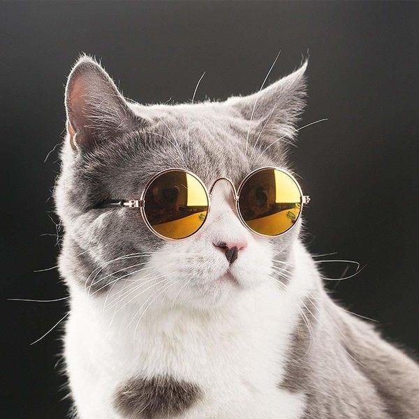 newsoft glasses random color for little cat eye-wear dog sunglasses ps pet products2021
newsoft glasses random color for little cat eye-wear dog sunglasses ps pet products2021