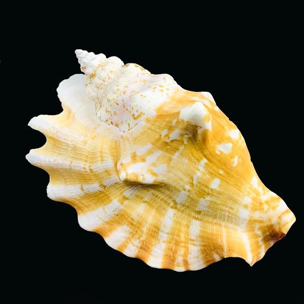 8 12cm natural shell sea conch ear snail specimen fish tank aquarium decorations roll shellfish breeding shell micro landscape h bbysqk
8 12cm natural shell sea conch ear snail specimen fish tank aquarium decorations roll shellfish breeding shell micro landscape h bbysqk