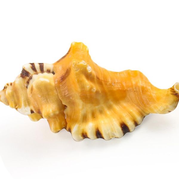 8 11 см натуральный conch слон слон багажник раковины редкий конч коллекция образец пляж свадебные украшения морской домашний декор h bbyjxf
8 11 см натуральный conch слон слон багажник раковины редкий конч коллекция образец пляж свадебные украшения морской домашний декор h bbyjxf