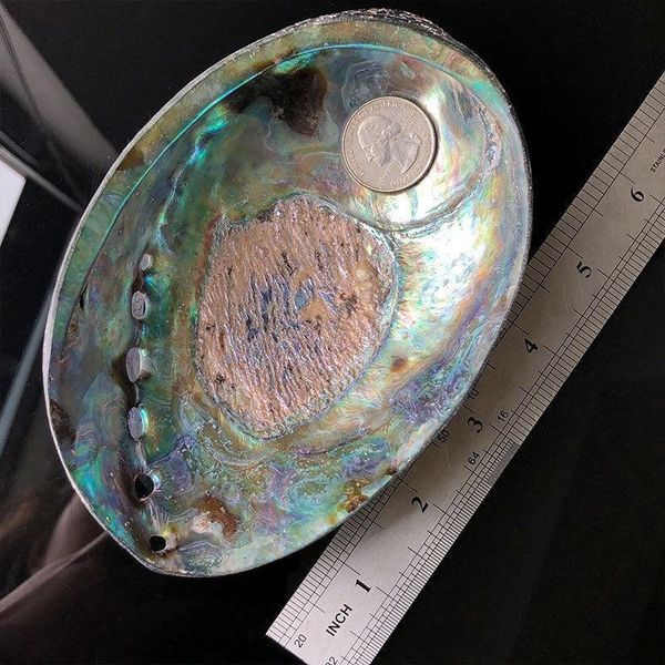12 14cm polished natural abalone shells seashell home landscape aquarium decor soap holder craft handmade pacific h wmtbnp
12 14cm polished natural abalone shells seashell home landscape aquarium decor soap holder craft handmade pacific h wmtbnp
