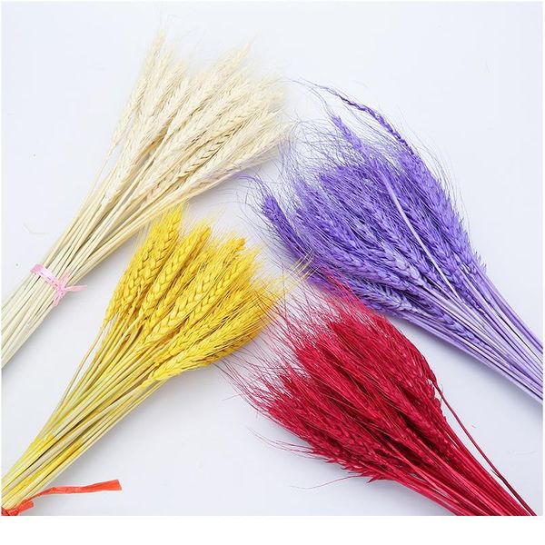 50pcs/lot natural dried flower wheat ears bouquet for wedding party decoration diy craft home decor scrapbook wheat bran jllfbl
50pcs/lot natural dried flower wheat ears bouquet for wedding party decoration diy craft home decor scrapbook wheat bran jllfbl