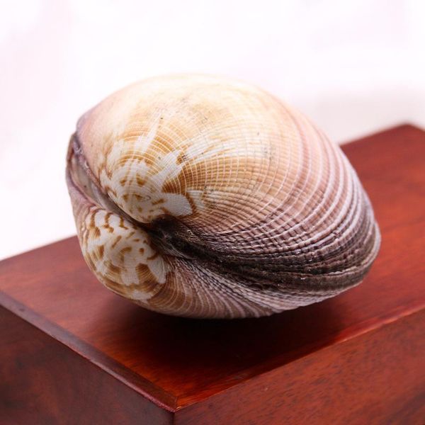natural seashells decor large sea shells clam shell nautical home decor giant bird cowrie shells party beach wedding decorations h bbyniy
natural seashells decor large sea shells clam shell nautical home decor giant bird cowrie shells party beach wedding decorations h bbyniy