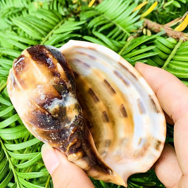 7 10cm natural rare harp shell carambola conch seashell collectibles specimen mascot aquarium tank landscape nautical home decor h jllztm
7 10cm natural rare harp shell carambola conch seashell collectibles specimen mascot aquarium tank landscape nautical home decor h jllztm