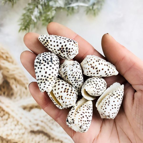 2pcs 2 5cm natural conch mini conch spotted corn shells specimen diy aquarium landscape seashells crafts nautical home decor h bbyweg
2pcs 2 5cm natural conch mini conch spotted corn shells specimen diy aquarium landscape seashells crafts nautical home decor h bbyweg