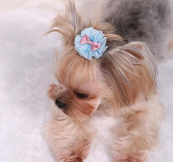 цветочное зрение pet dog painpin set teddy poodle dog clip set комплект аксессуаров для волос прическа для волос peet wedding headdress pets
цветочное зрение pet dog painpin set teddy poodle dog clip set комплект аксессуаров для волос прическа для волос peet wedding headdress pets