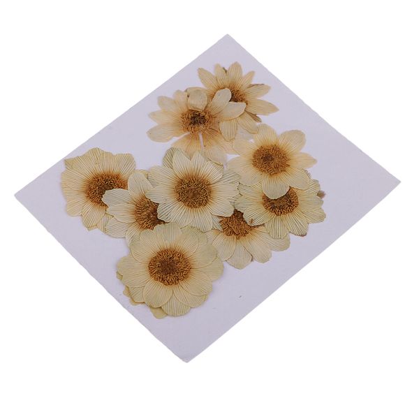 10 pieces pressed dried real ice flowers for diy scrapbooks arts crafts supplies
10 pieces pressed dried real ice flowers for diy scrapbooks arts crafts supplies