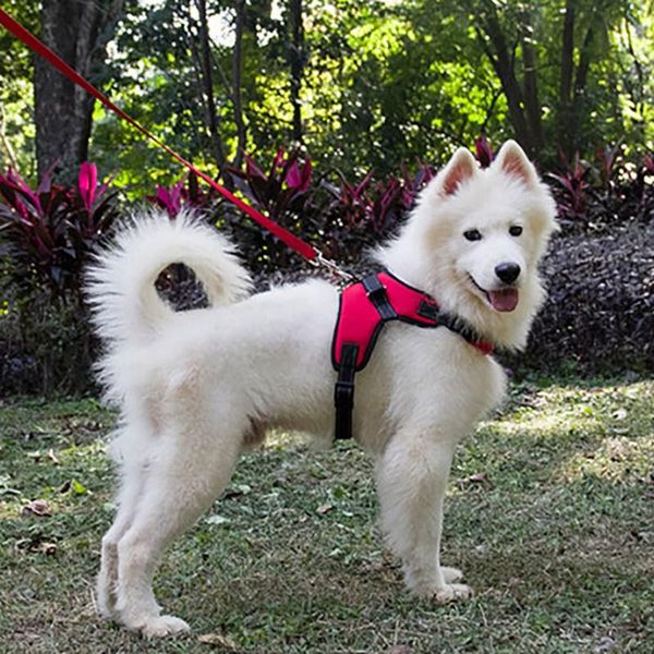 dog collars & leashes pet soft adjustable harness large sternal girdle pets traction rope vest collar hand strap for small medium dogs
dog collars & leashes pet soft adjustable harness large sternal girdle pets traction rope vest collar hand strap for small medium dogs