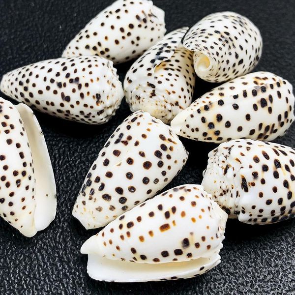 2pcs 2 5cm natural conch mini conch spotted corn shells specimen diy aquarium landscape seashells crafts nautical home decor h jllxja
2pcs 2 5cm natural conch mini conch spotted corn shells specimen diy aquarium landscape seashells crafts nautical home decor h jllxja