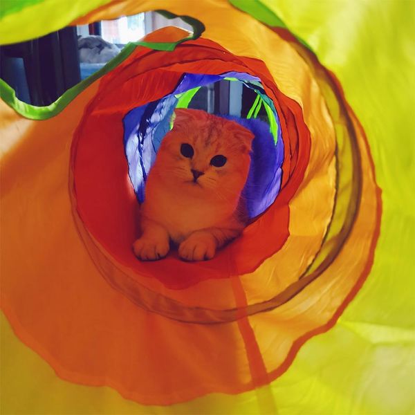 practical cat tunnel pet tube collapsible play toy indoor outdoor kitty puppy toys for puzzle exercising hiding training and r wmtgvl
practical cat tunnel pet tube collapsible play toy indoor outdoor kitty puppy toys for puzzle exercising hiding training and r wmtgvl