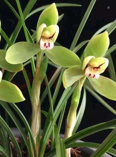 china's rare wild orchids greenery plants, crystal white grass chunlan cui gaihe
china's rare wild orchids greenery plants, crystal white grass chunlan cui gaihe