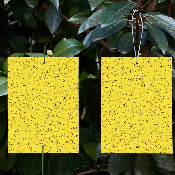 yellow sticky trap, fruit fly and fungus gnat trap killer indoor and outdoor, protect the plant, non-toxic and odorles
yellow sticky trap, fruit fly and fungus gnat trap killer indoor and outdoor, protect the plant, non-toxic and odorles