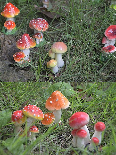 mini mushroom resin crafts fairy garden miniatures garde ornament decoration terrarium figurines decor diy dollhouse c0220
mini mushroom resin crafts fairy garden miniatures garde ornament decoration terrarium figurines decor diy dollhouse c0220