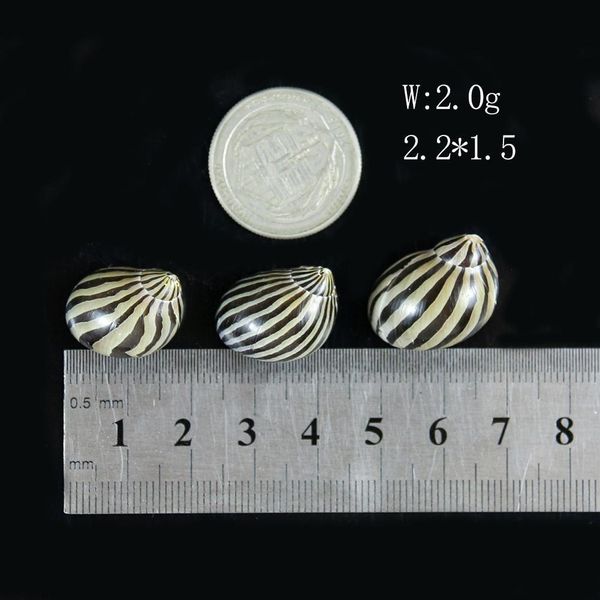 5pcs watermelon striped sea conch snail seashells natural collectibles crafts specimen ocean ornaments beach wedding decoration h wmtndi
5pcs watermelon striped sea conch snail seashells natural collectibles crafts specimen ocean ornaments beach wedding decoration h wmtndi