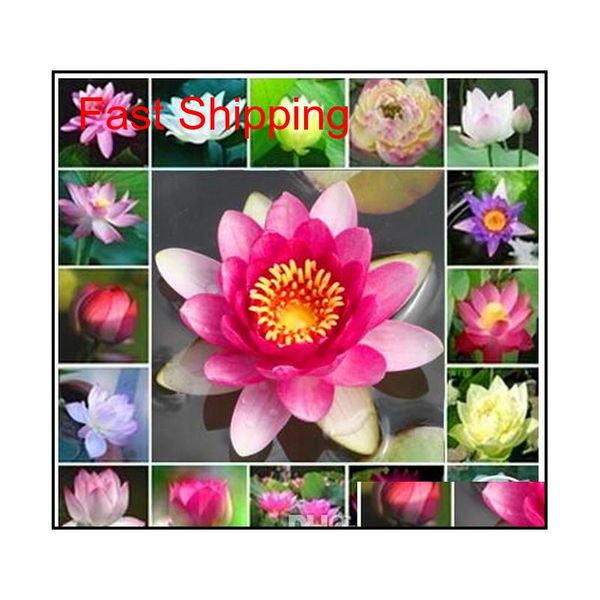 promotion 10 pcs water lily seeds colorful bonsai balcony flower bowl lotus perennial aquatic plant po qylcen yh_pack
promotion 10 pcs water lily seeds colorful bonsai balcony flower bowl lotus perennial aquatic plant po qylcen yh_pack