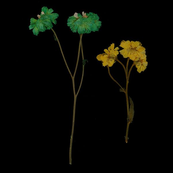 10 pieces natural pressed dried daisy flowers dried real flowers for diy scrapbooking crafts
10 pieces natural pressed dried daisy flowers dried real flowers for diy scrapbooking crafts