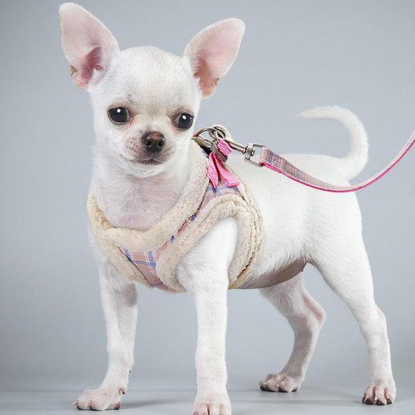 cute pet cat harness vest soft padded chihuahua puppy cat harness collar adjustable walking leash for small medium d sqcdgj
cute pet cat harness vest soft padded chihuahua puppy cat harness collar adjustable walking leash for small medium d sqcdgj