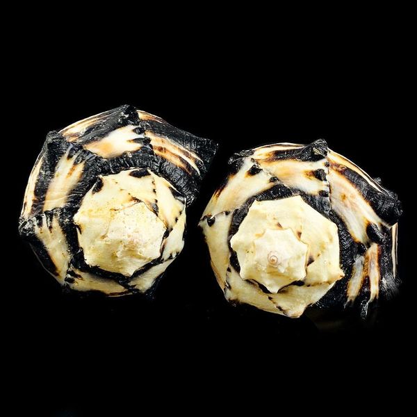 8 12cm natural snail shell us black murex black zebra bone specimen conch sea shells nautical home decor aquarium landscape h wmtrqg
8 12cm natural snail shell us black murex black zebra bone specimen conch sea shells nautical home decor aquarium landscape h wmtrqg
