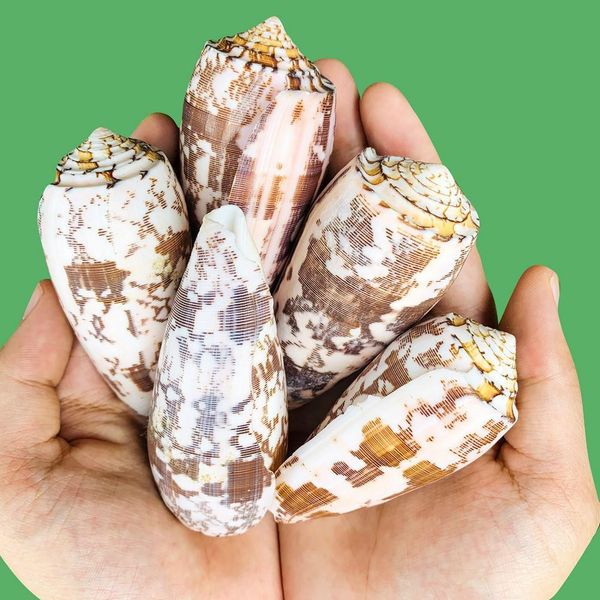 8 9cm natural snail seashells taro conch shell diy acquarium accessory fish tank decoration space beach wedding home decor h bbykjl
8 9cm natural snail seashells taro conch shell diy acquarium accessory fish tank decoration space beach wedding home decor h bbykjl