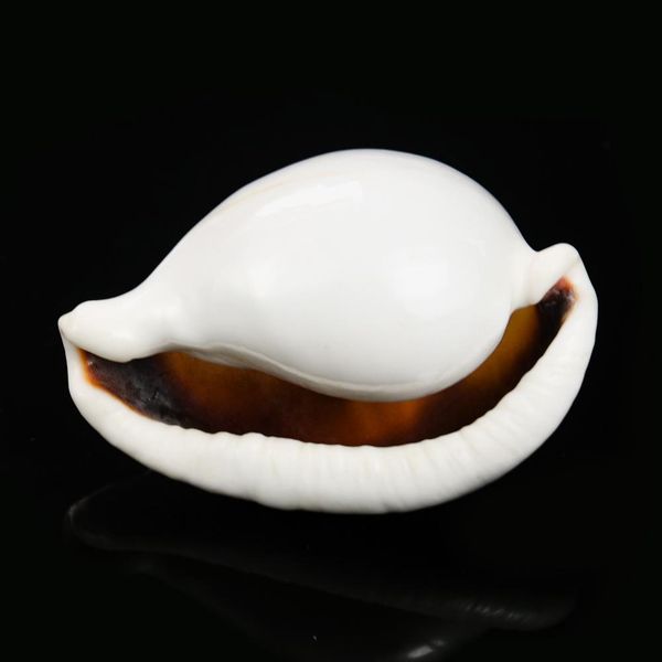 6 8cm white rabbit conch seashells natural shell conch beach decorations for home wedding acquarium fish tank decor accessory h bbyrnl
6 8cm white rabbit conch seashells natural shell conch beach decorations for home wedding acquarium fish tank decor accessory h bbyrnl