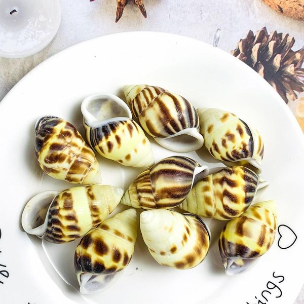 2pcs 4 5cm flame spiral conch snail seashells specimen collection crafts nautical home decor diy aquarium landscape decoration h bbygkn
2pcs 4 5cm flame spiral conch snail seashells specimen collection crafts nautical home decor diy aquarium landscape decoration h bbygkn