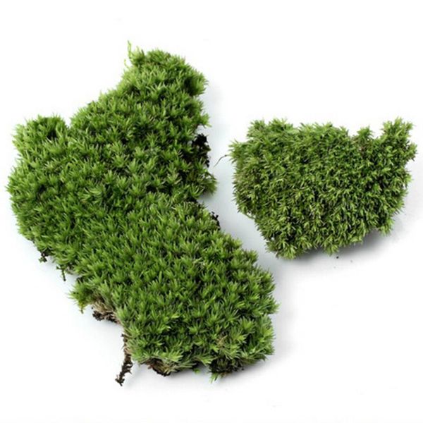 1pc artificial moss plant long plush stone diy miniature micro landscaping home garden wedding decoration craft accessories
1pc artificial moss plant long plush stone diy miniature micro landscaping home garden wedding decoration craft accessories