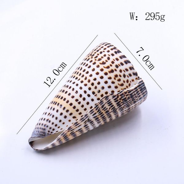 natural black corn conch sea shell natural seashell specimen beach decoration for home nautical wedding decor aquarium landscape h wmtmmc
natural black corn conch sea shell natural seashell specimen beach decoration for home nautical wedding decor aquarium landscape h wmtmmc