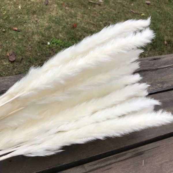 30pcs/length 45-50cm real dried natural grass reed flower,dry small bulrush bouquet,pampas reeds,home decoration,wedding decor 1022
30pcs/length 45-50cm real dried natural grass reed flower,dry small bulrush bouquet,pampas reeds,home decoration,wedding decor 1022