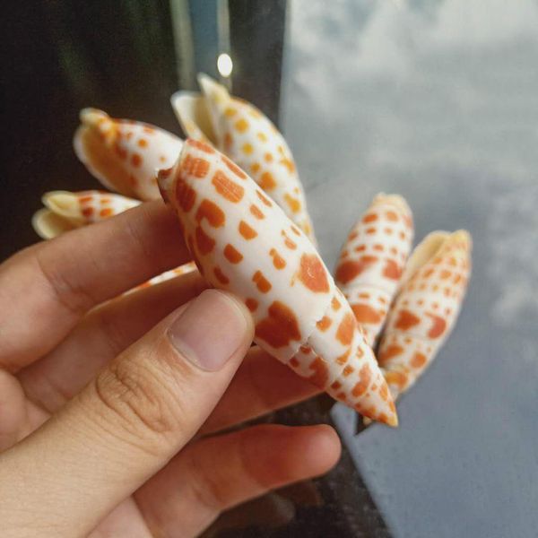 1pc natural shell conch carp pen conch specimen nautical home decor snail seashells collectibles beach wedding decoration h jllbvn
1pc natural shell conch carp pen conch specimen nautical home decor snail seashells collectibles beach wedding decoration h jllbvn