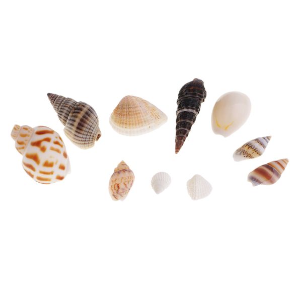 10 pieces gilding conch sea shell beads charms pendant jewelry making crafts
10 pieces gilding conch sea shell beads charms pendant jewelry making crafts