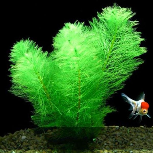 decorations simulation artificial plants plastic water plant decorative grass green landscape fish tank aquarium decor
decorations simulation artificial plants plastic water plant decorative grass green landscape fish tank aquarium decor