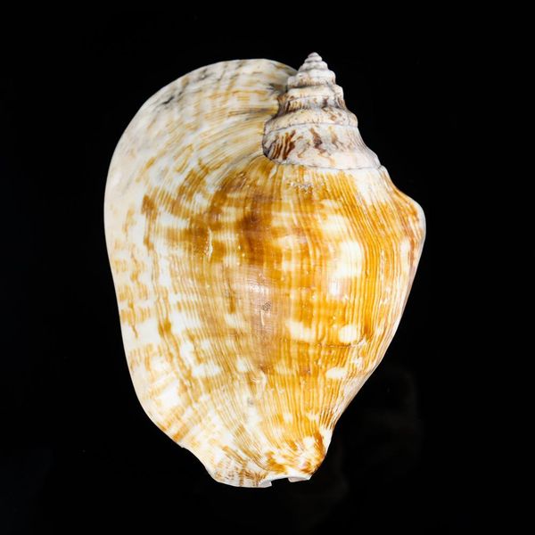 14 16cm natural large ear conch snail seashells craft collectibles wedding nautical home decor fish ornament aquarium decoration h wmtobd
14 16cm natural large ear conch snail seashells craft collectibles wedding nautical home decor fish ornament aquarium decoration h wmtobd