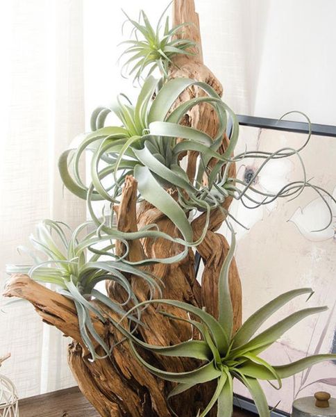 decorative flowers & wreaths artificial succulent pineapple fake tillandsia plants leaves air plant decoration wedding birthday party bonsai
decorative flowers & wreaths artificial succulent pineapple fake tillandsia plants leaves air plant decoration wedding birthday party bonsai