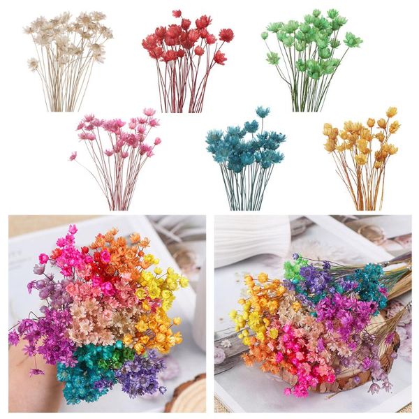 natural fresh dried press daisy flowers real forever dry flowers bouquet for wedding home decoration pgraphy p backdrop
natural fresh dried press daisy flowers real forever dry flowers bouquet for wedding home decoration pgraphy p backdrop