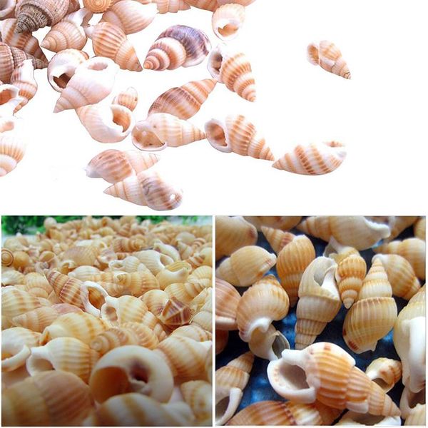 decorations 100pcs natural conch shells aquarium decoration home decor sea beach shell seashells for diy crafts 2619
decorations 100pcs natural conch shells aquarium decoration home decor sea beach shell seashells for diy crafts 2619