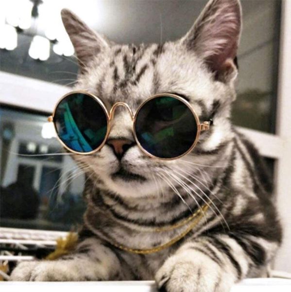 cat toys pet sunglasses dog glasses products for little eye wear pos props accessories supplies toy
cat toys pet sunglasses dog glasses products for little eye wear pos props accessories supplies toy