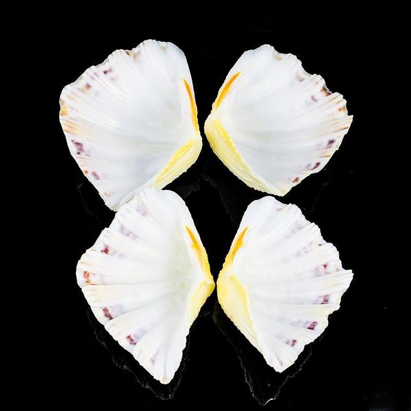 8 12cm natural clam shells lotus seashell aquarium decoration specimen nautical home decor craft jewelry tray fish tank ornament h jllhln
8 12cm natural clam shells lotus seashell aquarium decoration specimen nautical home decor craft jewelry tray fish tank ornament h jllhln