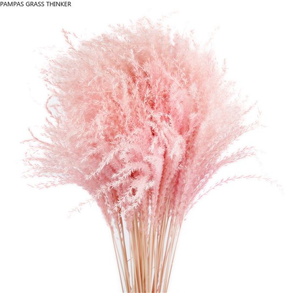 pampas grass thinker colorful natural light pink wedding pampas flowers valentines day gift natural dried reed flower bouquets white
pampas grass thinker colorful natural light pink wedding pampas flowers valentines day gift natural dried reed flower bouquets white