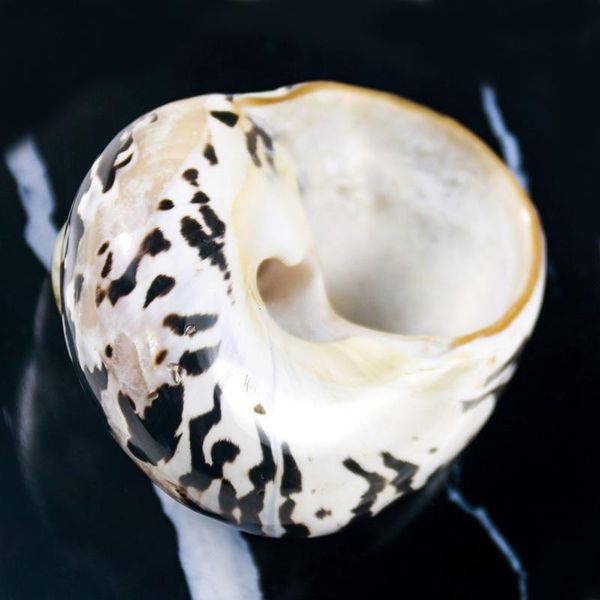 natural african black gold shell conch specimen beach wedding decor crafts coastal nautical home decor shells for jewelry making h wmtldn
natural african black gold shell conch specimen beach wedding decor crafts coastal nautical home decor shells for jewelry making h wmtldn
