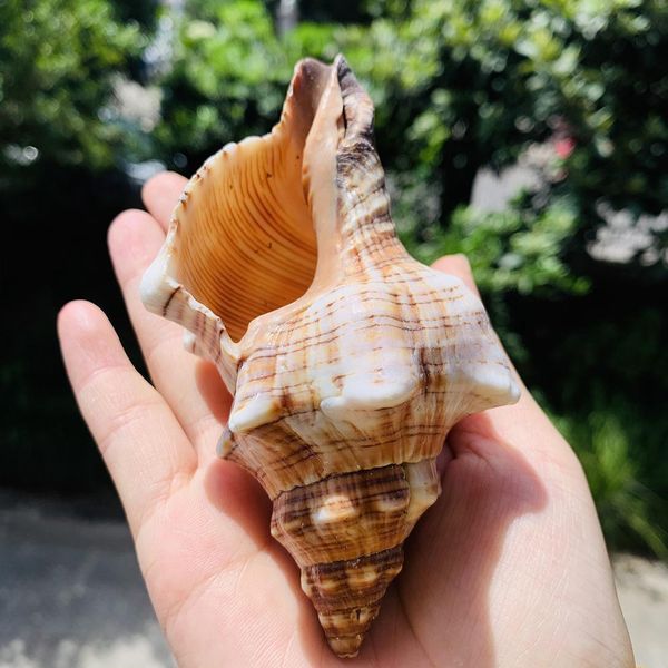 1pc natural conch shofar shell nautical home decor specimen craft striped snail seashells aquarium landscape fish tank decor h jllocz
1pc natural conch shofar shell nautical home decor specimen craft striped snail seashells aquarium landscape fish tank decor h jllocz