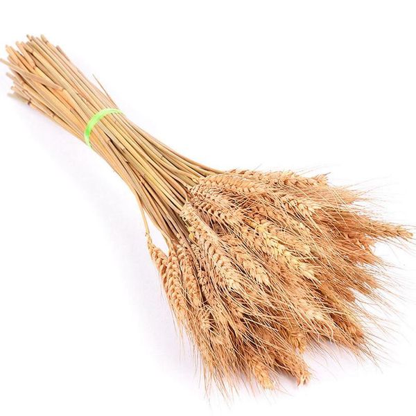 50pcs/lot real wheat ear flower natural dried flowers for wedding party decoration diy craft scrapbook home decor wheat jllhor 
50pcs/lot real wheat ear flower natural dried flowers for wedding party decoration diy craft scrapbook home decor wheat jllhor