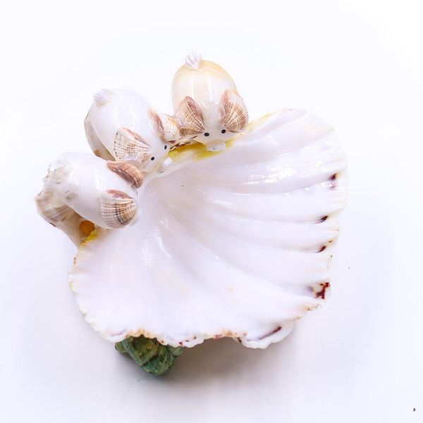 natural scallop seashell clam crafts soap holder beach wedding decorations aquarium landscape decor shells for jewelry making h jllueb
natural scallop seashell clam crafts soap holder beach wedding decorations aquarium landscape decor shells for jewelry making h jllueb