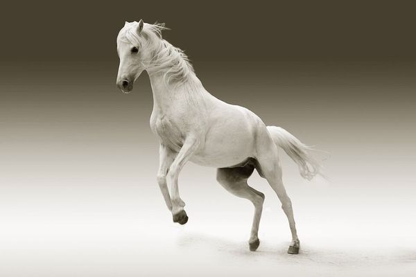 animal white horse home decor handpainted &hd print oil paintings on canvas wall art pictures , f20210122
animal white horse home decor handpainted &hd print oil paintings on canvas wall art pictures , f20210122